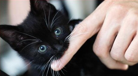 kitten biting finger