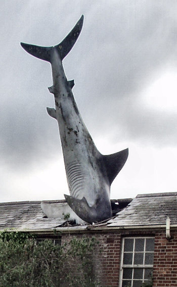 Shark Roof