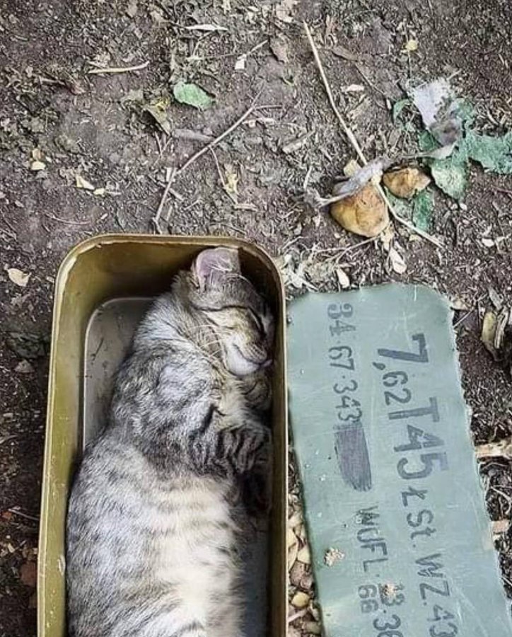 tabby cat sitting in ammo container