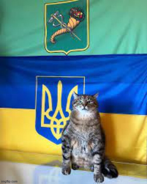 Stepan the Ukrainian cat.