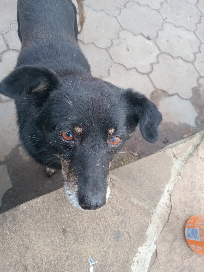 A dedicated doggo for the drivers.