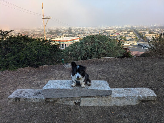 Mr. Adventure (black and white dog) update.