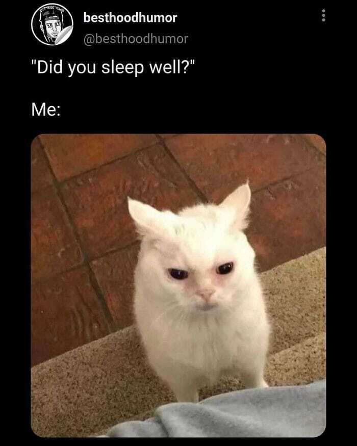 Did you sleep well? (picture of angry-looking white cat: No.)