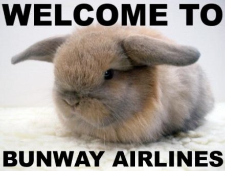 bunny with ears horizontal, captioned 'Welcome to Bunway Airlines' 