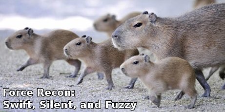 capybaras fanning out, captioned 'swift, silent, fuzzy' 