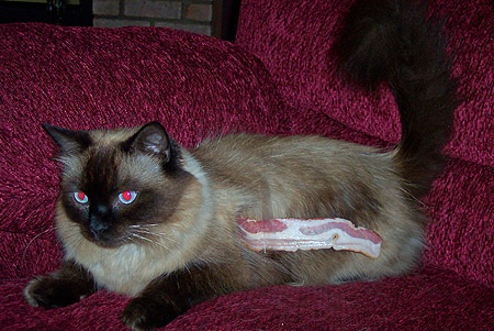 siamese cat, with bacon taped to its side