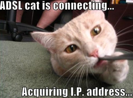 cat with wire in its teeth, caption 'ADSL cat is connecting' 