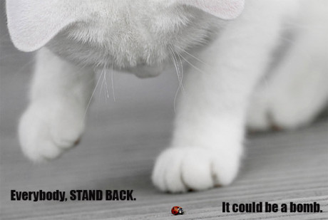 cat looking at ladybug, caption 'everybody stand back, it could be a bomb'