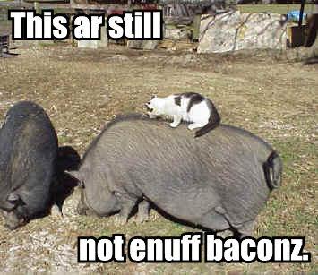 cat_not_enough_bacon.jpg