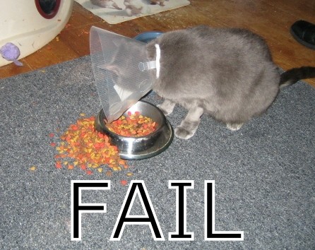 cat trying and failing to eat dry food