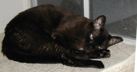 Fuzzball snoozing in the window