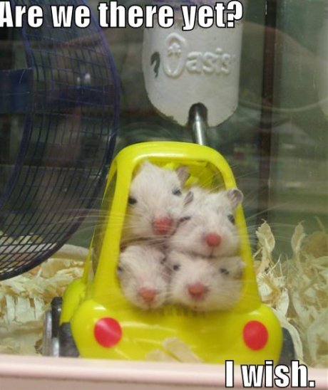 mice stuffed into a plastic car, saying 'are we there yet?' 