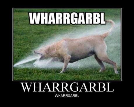 dog drinking out of sprinkler