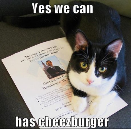 cat sitting on Obama flyer, caption 'yes we can has cheezburger' 